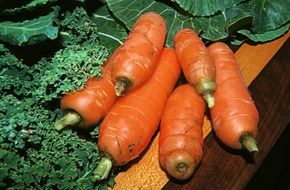 Fresh carrots in the garden