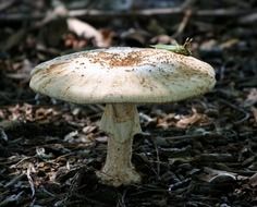 mushroom toad stool