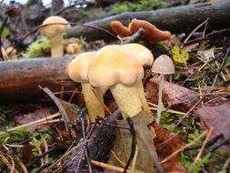 beige mushroom in the forest