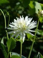 spiny white bud of dahlias