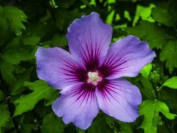 violet flower in garden colse