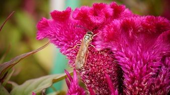 insect on celosia flower