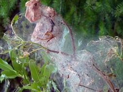 spider webs covered