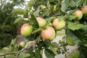 Beautiful green and red apples on a tree branch with green leaves