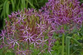 large flowers of wild onion