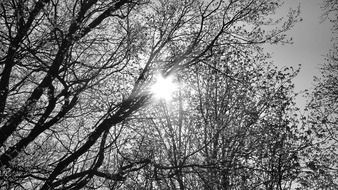 sun shining through branches