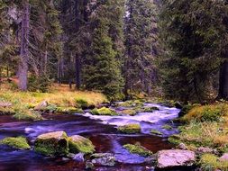 beautiful photo of the river flow in the autumn forest