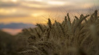 medina sunset wheat landscape