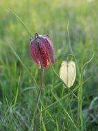 king's meadow lily in summer, kungsangen