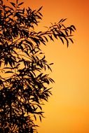 tree branches against the bright sky