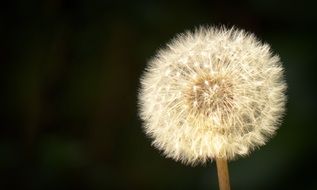 dandelion on a dark closeup