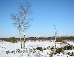 winter snow tree in field