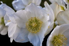 white anemone sylvie flower closeup