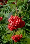 red bunches on a tree close up