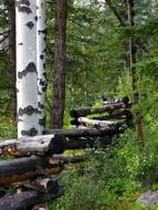 fence from logs at forest