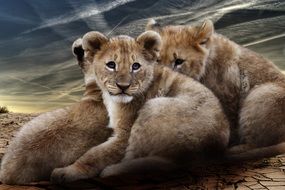 picture of the lion babies