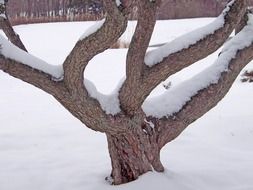 snow on a winding tree trunk