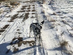 dalmatian dog on the snow trail