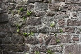 stone wall with green plants