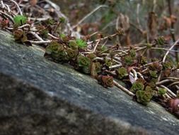 Green plants on a stone