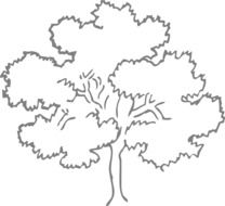 Oak tree in the forest clipart