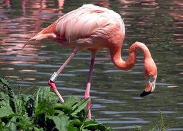 flamingo bird waterfowl