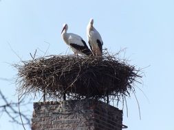 animals birds nature storks