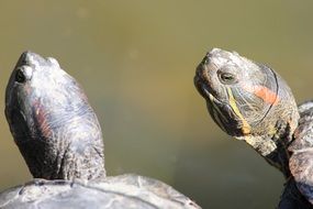 turtle heads near pond scene on a blurred background