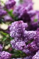 flowering lilac in spring on a blurred background