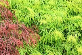 striking plant tree
