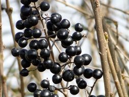 Closeup photo of Black winter berries