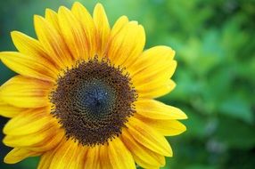 Sunflower flower on a background of greenery