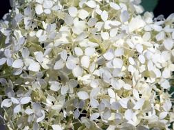 white lush hydrangea closeup