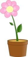 painted pink daisy in a pot