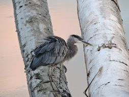 blue heron in wildlife