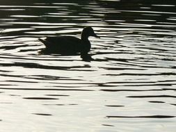 dark duck on the pond