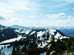 Forest on a snowy mountain