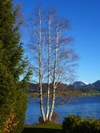 beautiful birch near the blue lake