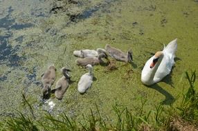 swan young nature