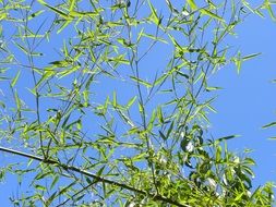 Green bamboo in Asia