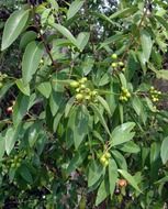 Indian sandalwood with berries close up