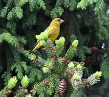 Yellow bird on the green tree