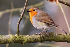 robin on a branch in the wild