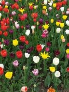 lot of colorful tulips at flowerbed