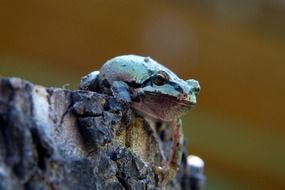 green frog on wood close-up