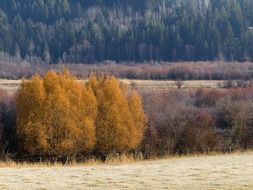 yellow fall trees scenery