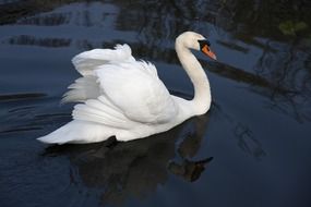 Beautiful, white swan swimming on the water