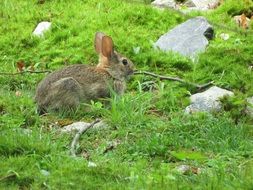 Bunny in the grass