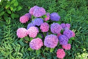 pink and purple hydrangeas on a flowerbed in a garden