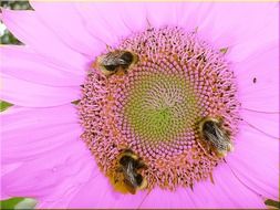 Closeup picture of bee on a beautiful pink